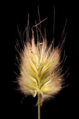 Hare & apos; 's Tail (Lagurus ovatus). Enfeksiyon Çapraz Bölümü