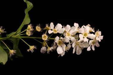 Kuş kirazı (Prunus padus). Enfeksiyon. Yakın çekim.