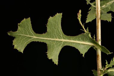 Dikenli Marul (Lactuca serriola). Yaprak Kapanışı