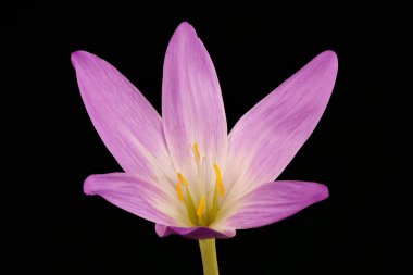 Sonbahar Krokusu (Colchicum speciosum). Çiçek Kapanışı