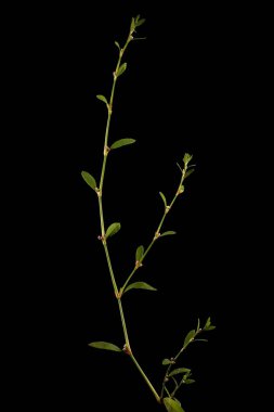 Knotgrass (Polygonum aviculare). Alışkanlık