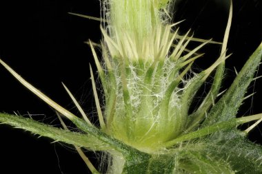 Mızrak dikeni (Cirsium vulgare). Genç Capitulum Kapanış