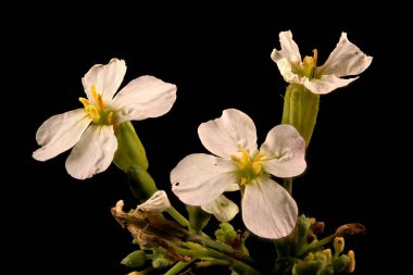 Bahçe Turpu (Raphanus raphanistrum subsp. Sativus). Enfeksiyon. Yakın çekim.