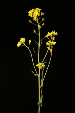 Şalgam Tecavüzü (Brassica rapa). Enfeksiyon. Yakın çekim.