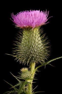 Mızrak dikeni (Cirsium vulgare). Capitulum Kapanış