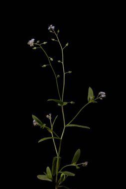 Field Forget-Me-Not (Myosotis arvensis). Alışkanlık