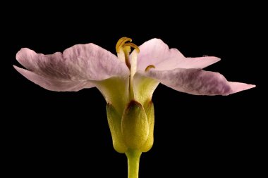 Karabuğday (Cardamine pratensis). Çiçek Kapanışı