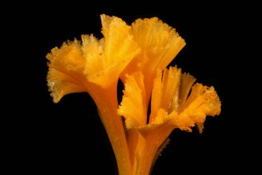 Spring Crocus (Crocus vernus). Pistil Kapanış