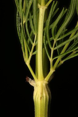 Bright Meadow-Rue (Thalictrum lucidum). Kök ve Yaprak Üsleri Kapatma