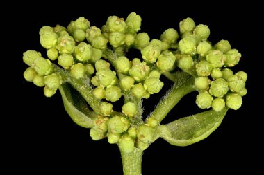 Japon Ortancası (Hydrangea petiolaris). Genç Infloresans Detay Kapanışı