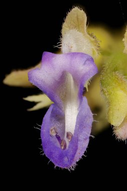 Boyalı Nettle (Plectranthus scutellarioides). Çiçek Kapanışı