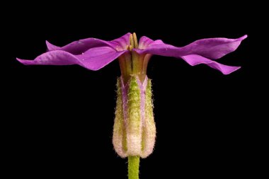 Dame & apos; 'dan Violet (Hesperis matronalis). Çiçek Kapanışı
