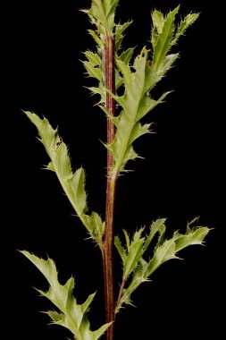 Sürünen devedikeni (Cirsium arvense). Buhar ve Yapraklar Kapalı