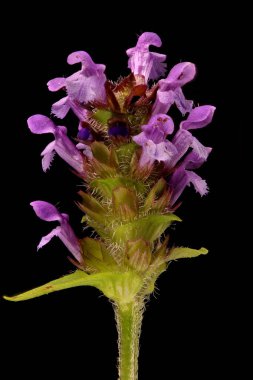 Kendini iyileştirme (Prunella vulgaris). Enfeksiyon. Yakın çekim.