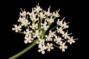 Yer Yaşlısı (Aegopodyum podagraria). Umbellule Kapanış
