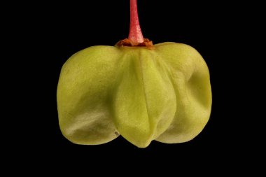 Siğilli Spindle (Euonymus verrucosus). Olgunlaşmamış Meyve Kapanışı