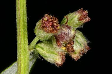 Mugwort (Artemisia vulgaris). Capitula Kapanış