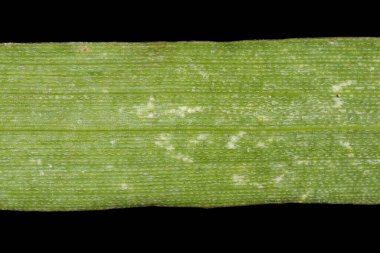 Pürüzsüz Parmak Çimi (Digitaria ischaemum). Yaprak Ayrıntısı Kapatma