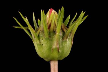 Hazine Çiçeği (Gazania rigens). Genç Capitulum Kapanış