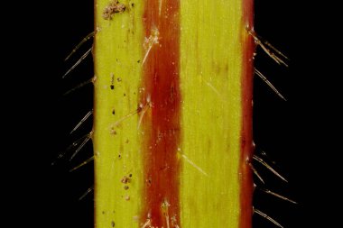 Büyük-Çiçekli Hemp-Nettle (Galeopsis speciosa). Kök Yakın Çekim