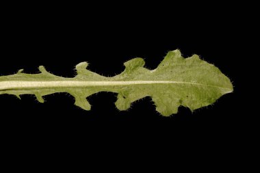 Kedi kulağı (Hypochaeris radicata). Yaprak Kapanışı