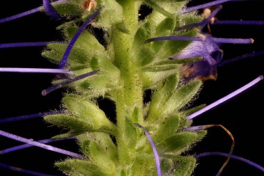 Çivili Speedwell (Veronica Spicata). Inflorescence Detay Kapatma