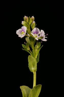 Thyme-Leaved Speedwell (Veronica serpillifolia). Enfeksiyon. Yakın çekim.