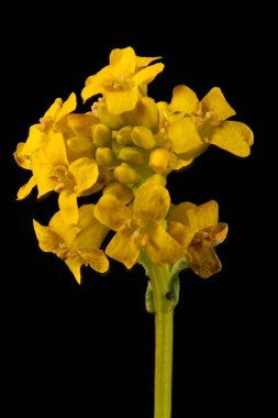 Winter Cress (Barbarea vulgaris). Inflorescence Detay Kapatma