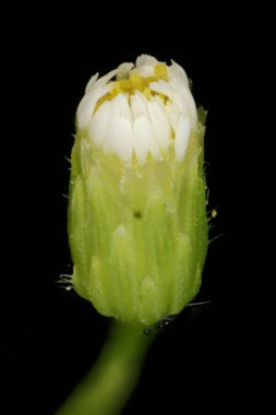 Kanadalı Fleabane (Conyza canadensis). Capitulum Kapanış