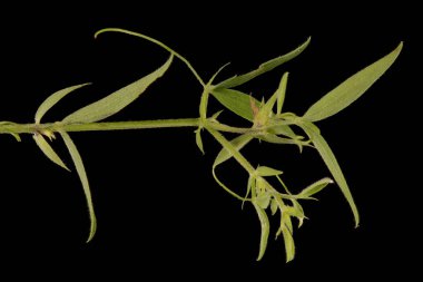 Meadow Vetchling (Lathyrus pratensis). Bitkisel çekim yakın çekim