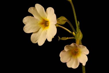 Primrose (Primula vulgaris). Enfeksiyon. Yakın çekim.