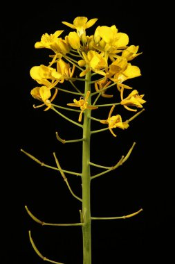Şalgam Tecavüzü (Brassica rapa). Inflorescence Detay Kapatma