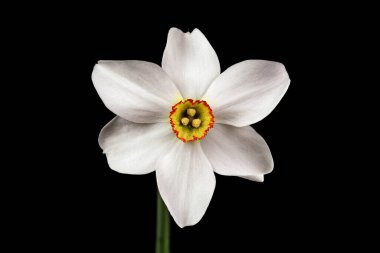 Sülün & apos; s-Eye Nergis (Narcissus Poeticus). Çiçek Kapanışı