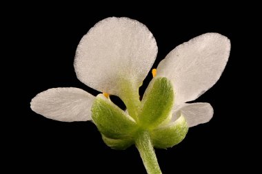Tatlı Alison (Lobularia maritima). Çiçek Kapanışı