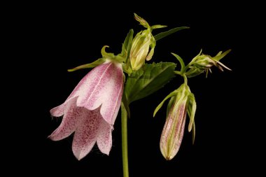 Benekli Çan Çiçeği (Campanula punctata). Enfeksiyon. Yakın çekim.