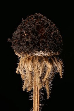 Siyah Gözlü Susan (Rudbeckia hirta). Meyveli Capitulum Kapanışı