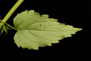White Dead-Nettle (Lamium albümü). Yaprak Kapanışı