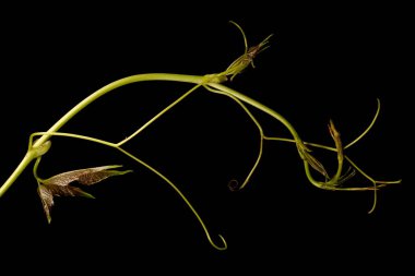 Thicket Creeper (Parthenocissus inserta). Yakın çekim yap.