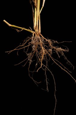 Green Bristle Grass (Setaria viridis). Kökler Yakın Çekim