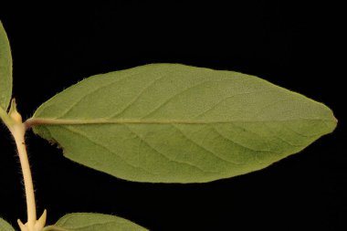 Mavi Hanımeli (Lonicera caerulea). Yaprak Kapanışı