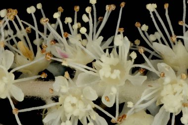 Buck & apos; 'un Sakalı (Aruncus dioicus). Inflorescence Detay Kapatma