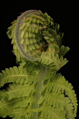 Devekuşu Fern (Matteuccia struthiopteris). Fiddlehead Kapanış