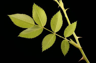 Köpek Rose (Rosa canina). Yaprak Kapanışı