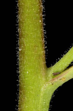 Marsh Willowhere (Epilobium palustre). Kök ve Yaprak Üssü Kapatma