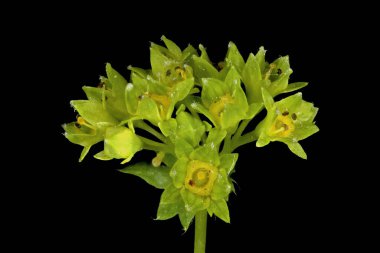 Common Lady & apos; 's Mantle (Alchemilla vulgaris). Enfeksiyon. Yakın çekim.