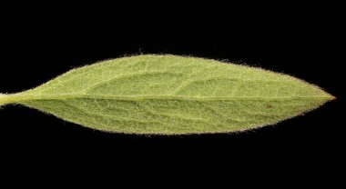 Gelin spreyi (Spiraea x arguta). Yaprak Kapanışı