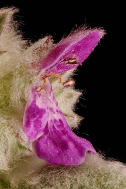 Lamb & apos; s-Ear (Stachys byzantina). Çiçek Kapanışı