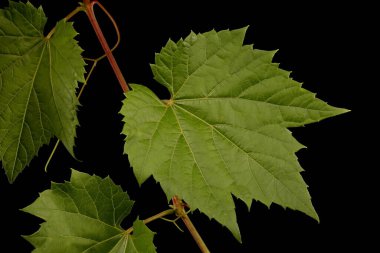 Riverbank Üzümü (Vitis Riparia). Yaprak Kapanışı