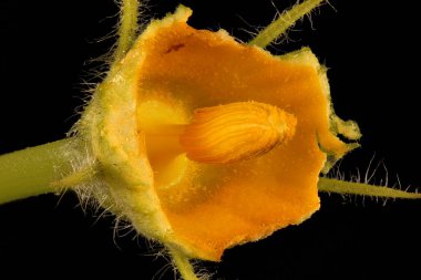 Balkabağı (Cucurbita maxima). Yakınlaşmayı Engeller