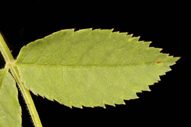Köpek Rose (Rosa canina). Broşür Kapanışı